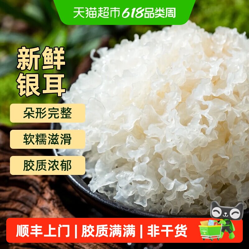 顺丰上门福建古田新鲜银耳雪耳鲜白木耳非干货煲甜汤食材