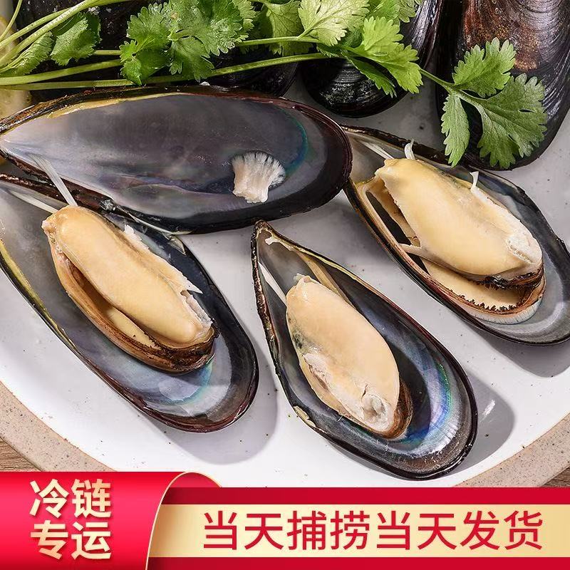 青口贝鲜活海虹淡菜新鲜冷冻海鲜贻贝青口贝海鲜水产
