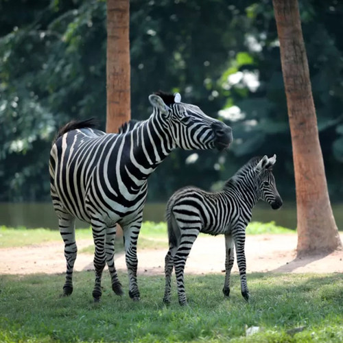 广州长隆野生动物世界门票+广州长隆国际大马戏