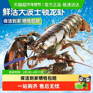 【保活】龙虾鲜活波士顿大龙虾加拿大龙虾特大波龙大澳龙海鲜小龙
