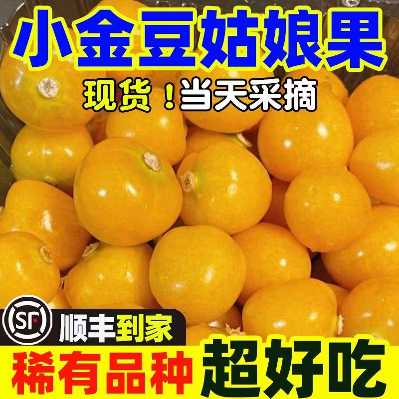 姑娘果东北菇娘特产小金豆当即新鲜水果洋姑娘果灯笼果产地直发