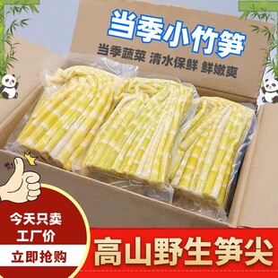 2025野生小竹笋小春笋清水笋嫩笋尖火锅笋鲜笋高山嫩竹笋商用批发