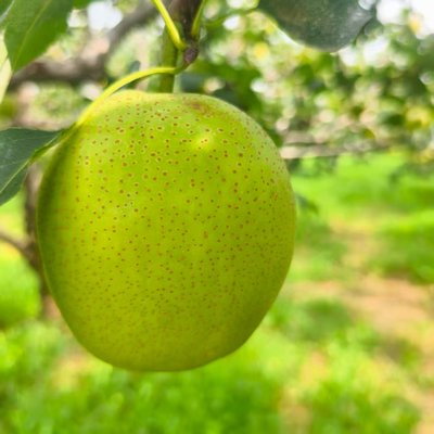 当季青皇冠梨新鲜水果梨子雪梨当季整箱应季水果包邮脆甜肉质