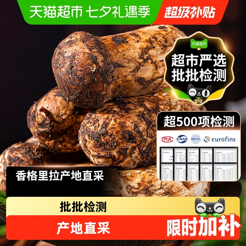 香格里拉野生松茸新鲜菌菇未开伞