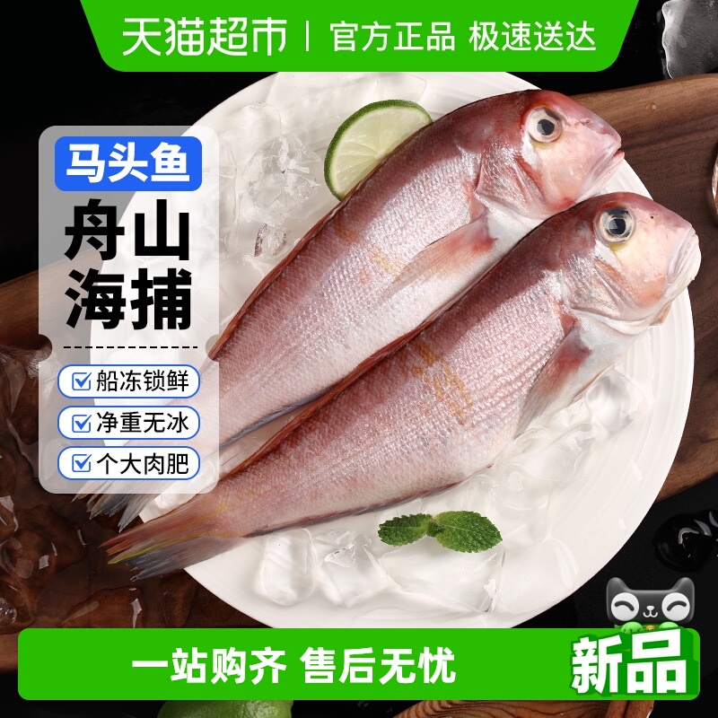 赫敏食品舟山海捕马头鱼新鲜冷冻