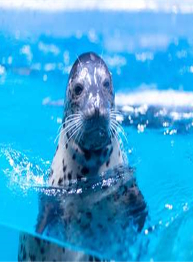 [吉安海洋世界-大门票]吉安海洋世界 大门票