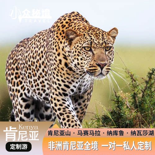 【肯尼亚定制游】人生总要有一次，闯进非洲的彩色相册！ 私家越野车+当地老司机，草原Safari天花板配置 住进核心营地，躺在床上看现实版《动物世界》 精选酒店，可根据需求调整
