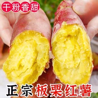 沙地蜜薯新鮮紅薯農家香甜薯板栗黃紅心烤地瓜糖心小番薯山芋