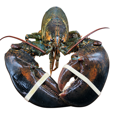 新鲜冻波士顿龙虾海鲜水产鲜活进口10特大帝王蟹澳洲澳大利亚4斤