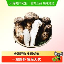 现货新鲜松茸野生云南小金菌菇特产香格里拉松茸未开伞