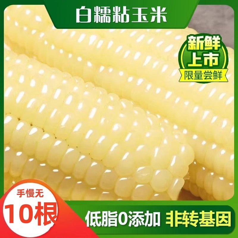 东北白糯玉米甜糯粘玉米真空装非转基因黏苞米粗粮代餐