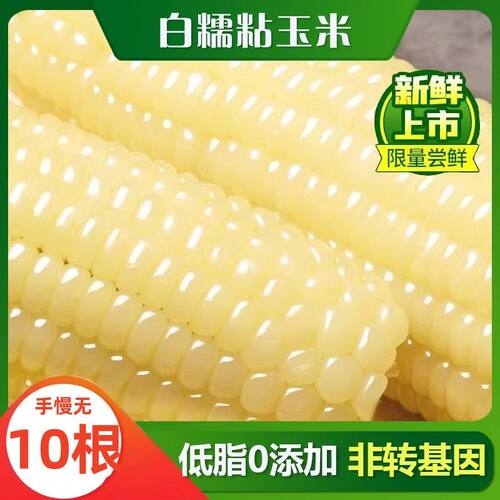 东北白糯玉米甜糯粘玉米真空装非转基因黏苞米粗粮代餐