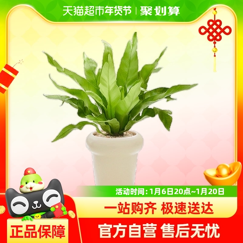ާֲС԰칫ڼ辰ļྻ42.56Ԫ(88VIP 95)
