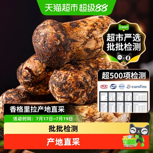 香格里拉野生松茸新鲜菌菇未开伞