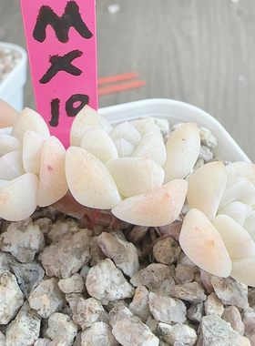 超白体冰玉三头MX10