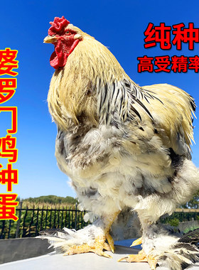 保受精率80%】婆罗门鸡种蛋受精蛋可孵化鸡蛋巨型观赏宠物梵天鸡
