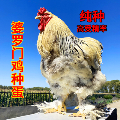 纯婆罗门鸡种蛋可长10~15斤10枚