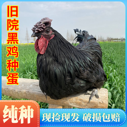 纯种五黑鸡受精蛋可孵化