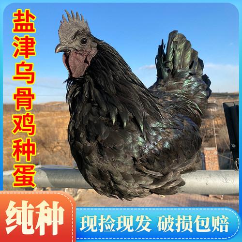 纯黑乌骨鸡【盐津乌骨鸡受精高】