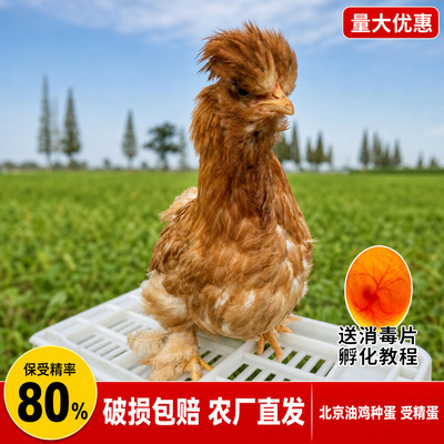 北京散养土鸡受精蛋新鲜可孵