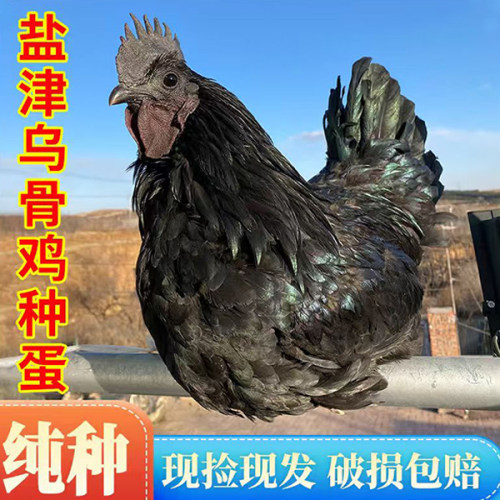 纯黑乌骨鸡【盐津乌骨鸡受精高】