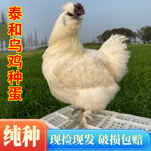 大种泰和乌鸡受精率保80%