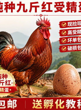 纯种九斤红玉鸡受精蛋可孵化