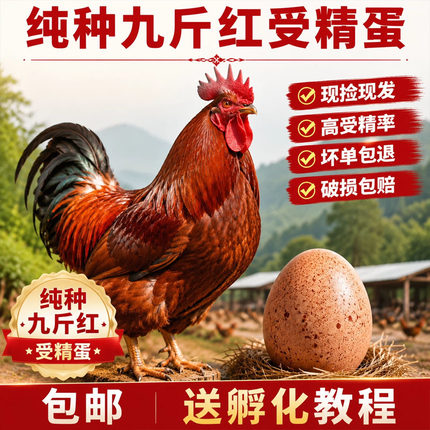 纯种九斤红玉鸡种蛋受精蛋可孵化公母鸡红玉380土鸡K9孵化黄脚鸡