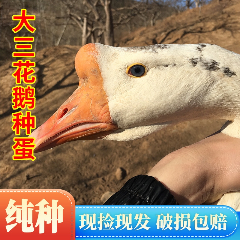 纯种大三花鹅蛋种蛋受精蛋可孵化东北大白鹅种蛋可孵受精蛋五龙鹅
