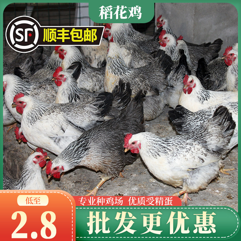 纯种稻花鸡种蛋受精蛋可孵化小鸡孵化蛋白芦花鸡种蛋鸡蛋高产蛋王