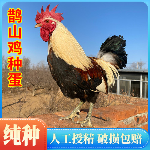 肉好吃鹊山鸡种蛋受精高