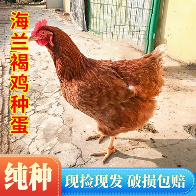 保受精率80%】海兰褐种蛋 鸡种蛋受精蛋可孵化产蛋王鸡受精蛋种蛋