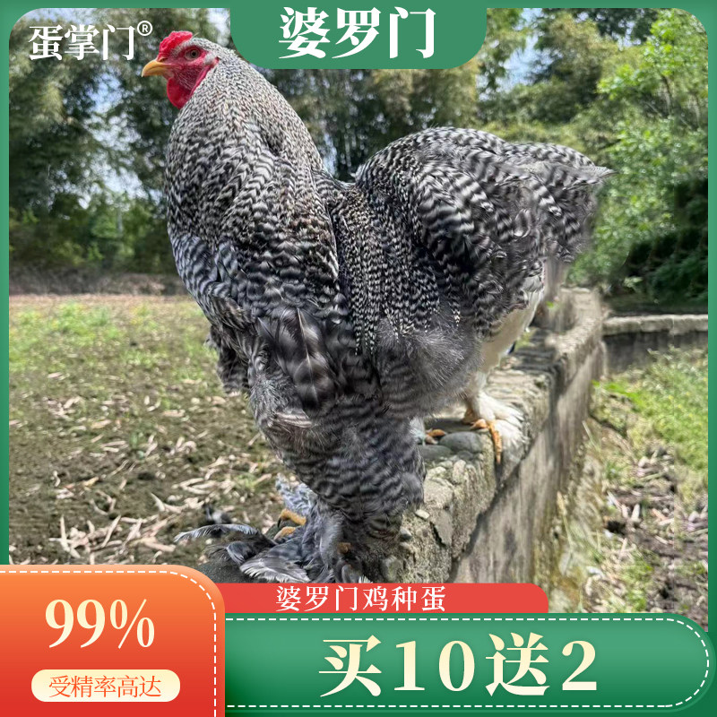 婆罗门鸡活苗纯种鸡种蛋受精蛋可孵化小鸡苗种鸡蛋巨型梵天鸡蛋