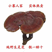 整枝 大灵芝 野生赤芝 250 包邮