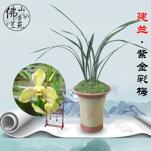 兰花紫金彩梅 建兰 四季兰 花苗香兰花绿植物花卉盆栽办公室