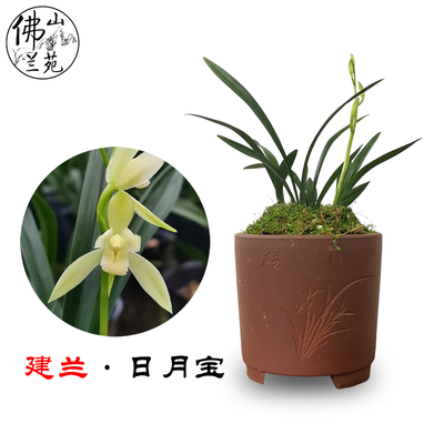 矮种盆栽好养建兰