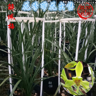 兰花蕙兰解佩梅 建筑材料辅食米粉测试