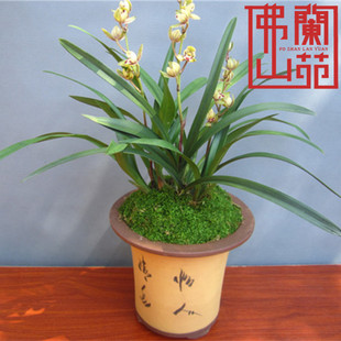 矮种金荷兰花四季兰荷瓣建兰花农花期带浓香花富山奇蝶罗汉荷