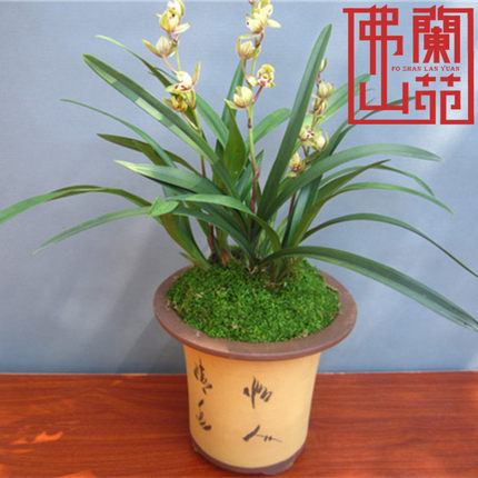 矮种金荷兰花四季兰荷瓣建兰花农花期带浓香花富山奇蝶罗汉荷