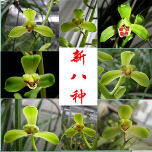 兰花蕙兰新八种老极品新极品荣梅端梅崔梅荣梅翠萼庆华梅九华九节
