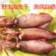 目鱼仔 3件 新鲜仔乌250g 小乌贼干 笔管墨鱼 包邮 新晒野生海兔干