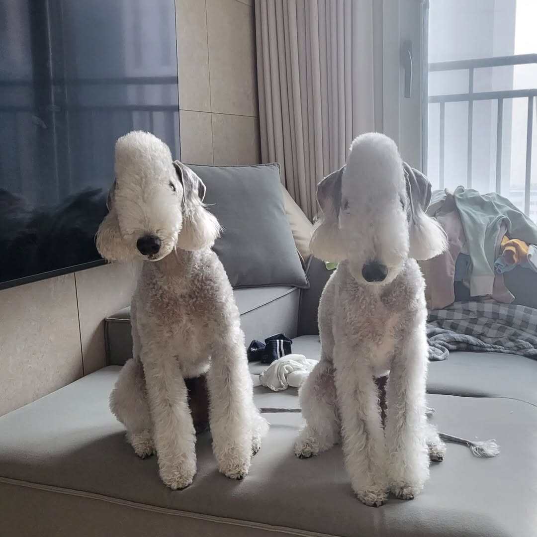 贝灵顿梗幼犬不掉毛不爱叫家庭小孩亲人聪明听话萌宠会变色的狗狗