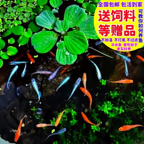 观背青鳉冷水好养不打氧活体鱼