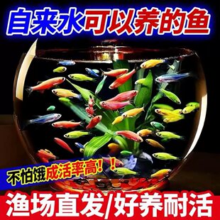 斑马鱼鱼缸淡水观赏鱼水鱼苗好养鱼冷水小型热带鱼好养耐活自来水