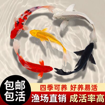 锦鲤鱼苗观赏鱼活体大型冷水纯种红白草金鱼活鱼淡水好养耐活活鱼