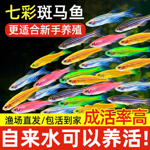热带观赏鱼七彩斑马鱼红绿灯科鱼小型冷水淡水群游好养活的练手鱼