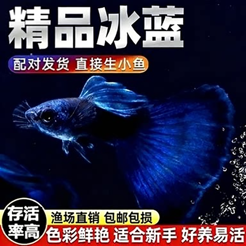 精品冰蓝孔雀鱼活鱼纯种大尾巴孕母临产凤尾鱼小型热带观赏鱼鱼苗