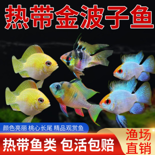 金波子阿凡达凤凰鱼短鲷鱼皮卡丘宝篮球热带观赏鱼活体小型淡水鱼