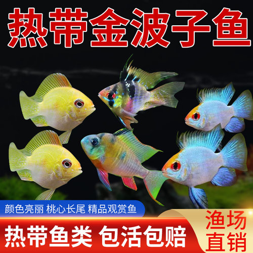 金波子阿凡达球型鱼桃心长尾