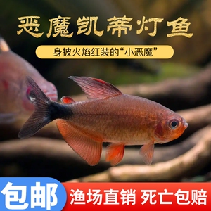 恶魔凯蒂灯鱼南美热带观赏鱼高端淡水鱼小型灯科鱼活体好养耐活